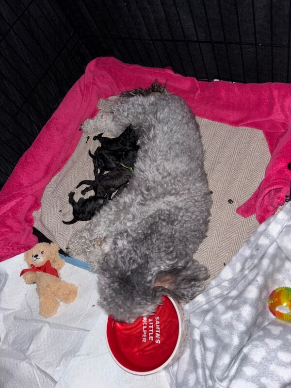 Poodle puppies for sale in FY4 3NY – KC registered, 4 days old - Image 4 of 8