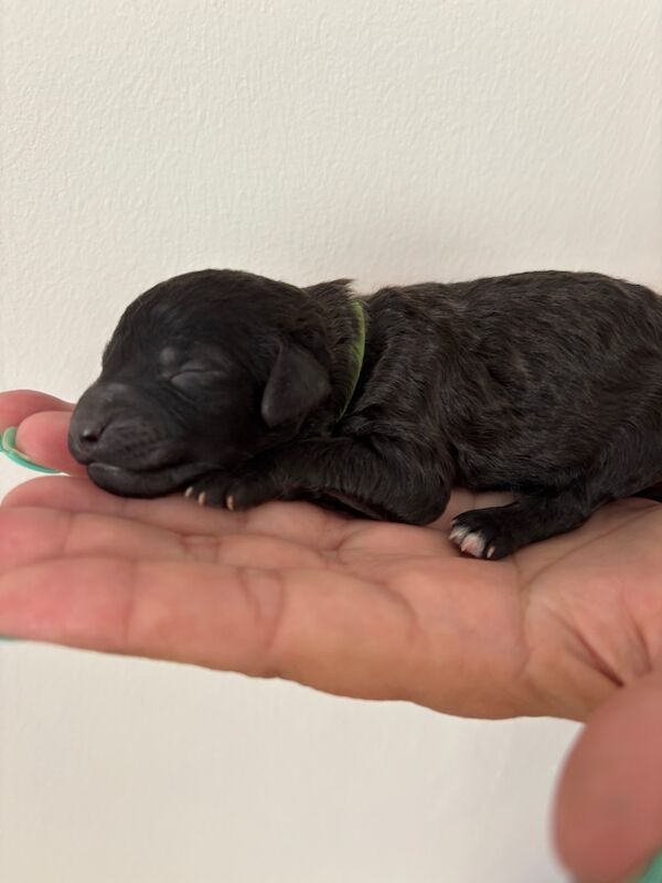 Poodle puppies for sale in FY4 3NY – KC registered, 4 days old - Image 5 of 8