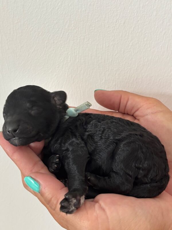 Poodle puppies for sale in FY4 3NY – KC registered, 4 days old - Image 6 of 8