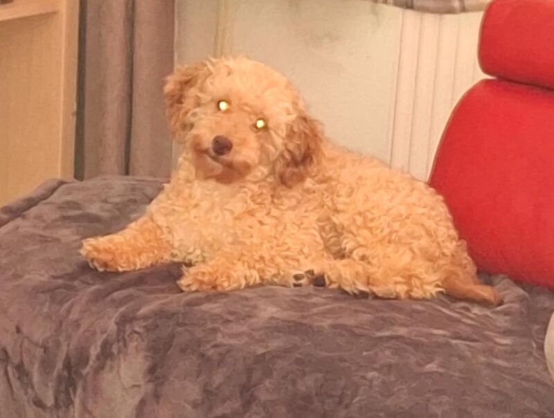 Poodle puppies for sale in FY4 3NY – KC registered, 4 days old - Image 7 of 8