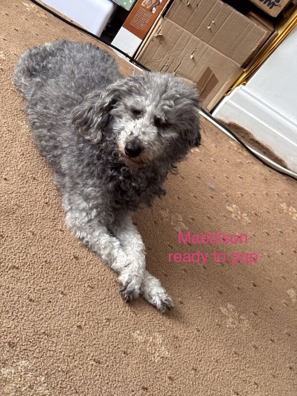 Poodle puppies for sale in FY4 3NY – KC registered, 4 days old - Image 8 of 8