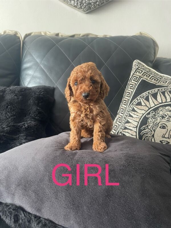 Miniature poodles for sale in Gravesend, Kent