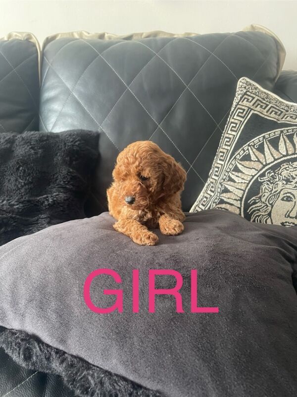 Miniature poodles for sale in Gravesend, Kent | Image 2