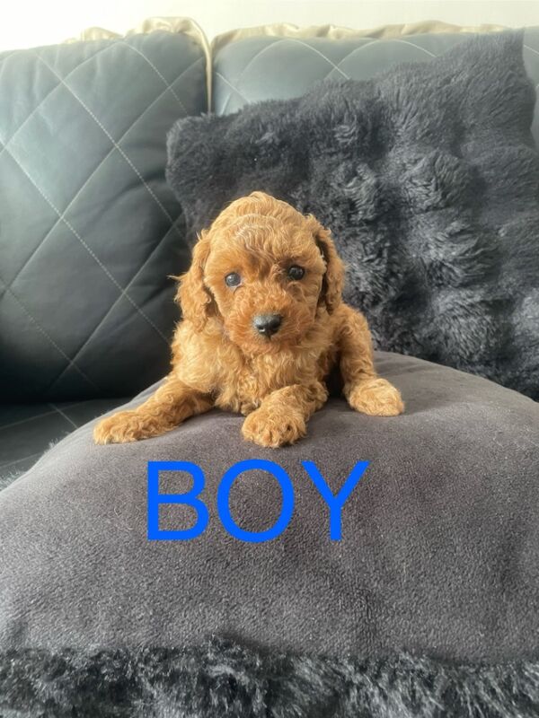 Miniature poodles for sale in Gravesend, Kent | Image 3