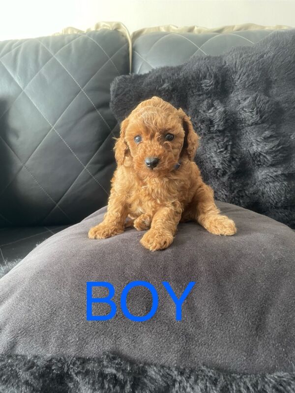 Miniature poodles for sale in Gravesend, Kent | Image 4