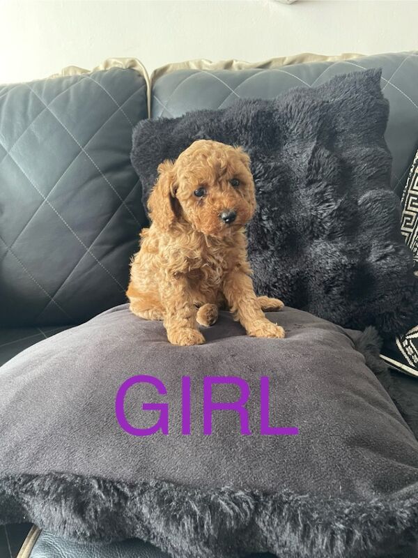 Miniature poodles for sale in Gravesend, Kent | Image 3