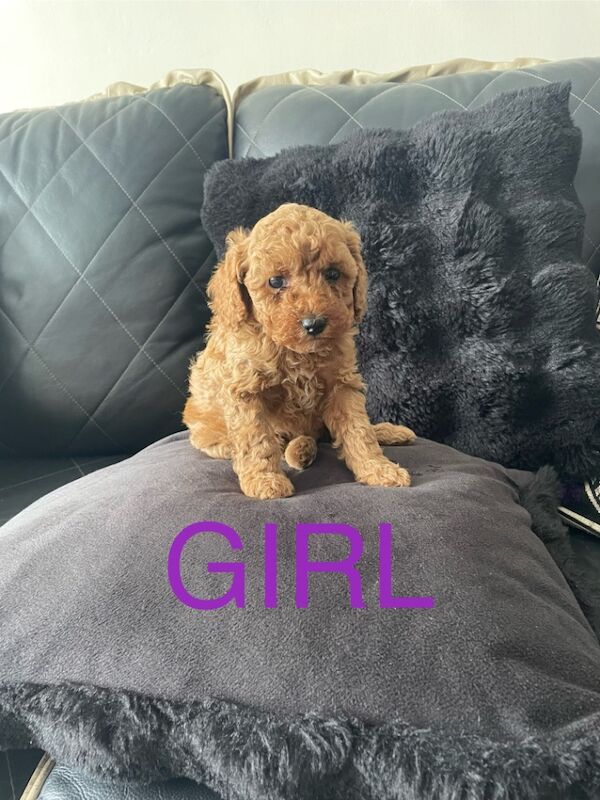 Miniature poodles for sale in Gravesend, Kent | Image 4