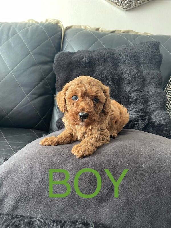 Poodle puppies for sale in Gravesend, Kent – KC registered, 9 weeks old - Image 5 of 15