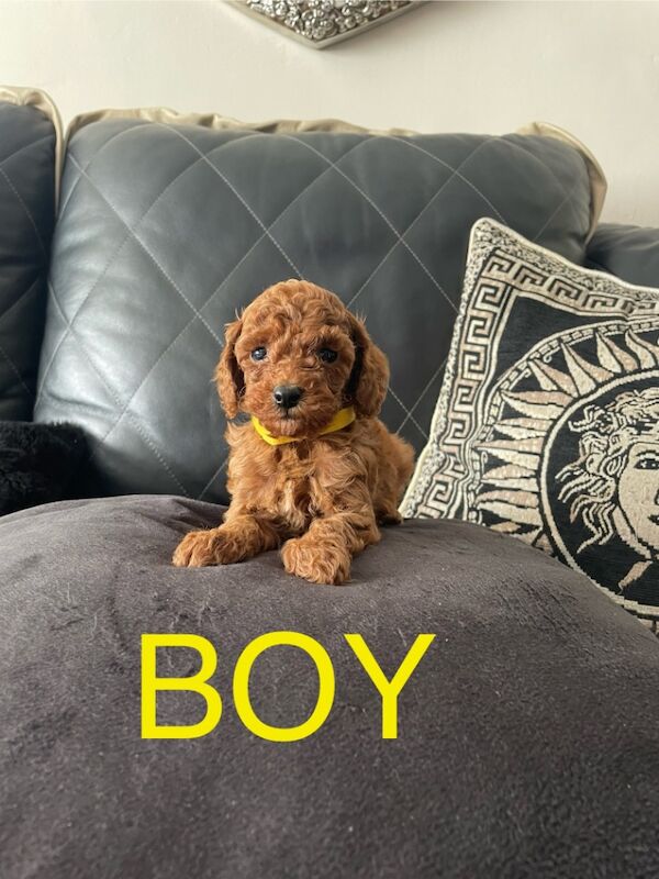 Poodle puppies for sale in Gravesend, Kent – KC registered, 9 weeks old - Image 6 of 15