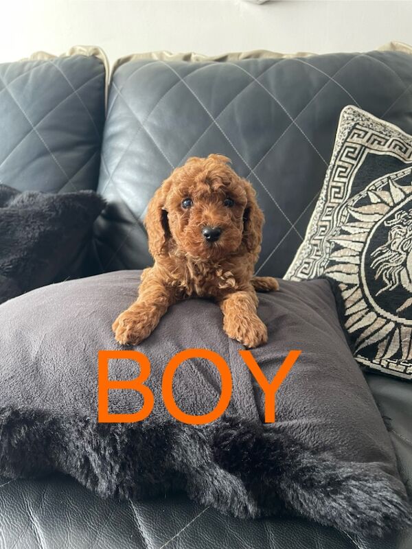 Poodle puppies for sale in Gravesend, Kent – KC registered, 9 weeks old - Image 7 of 15