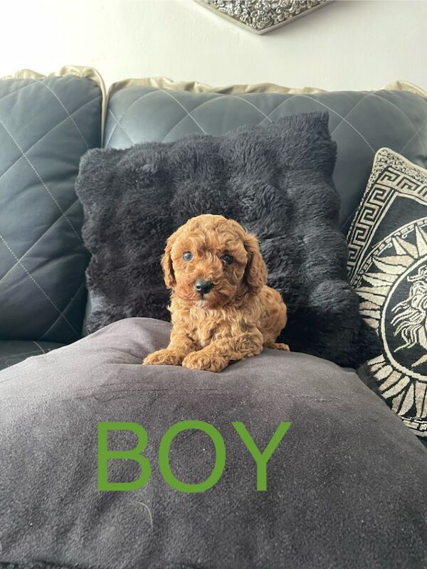 Poodle puppies for sale in Gravesend, Kent – KC registered, 9 weeks old - Image 8 of 15
