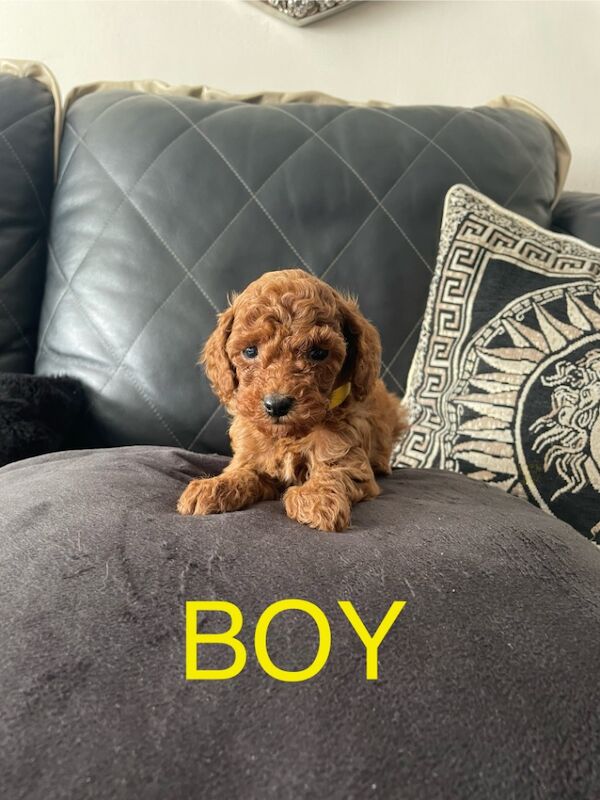 Poodle puppies for sale in Gravesend, Kent – KC registered, 9 weeks old - Image 9 of 15