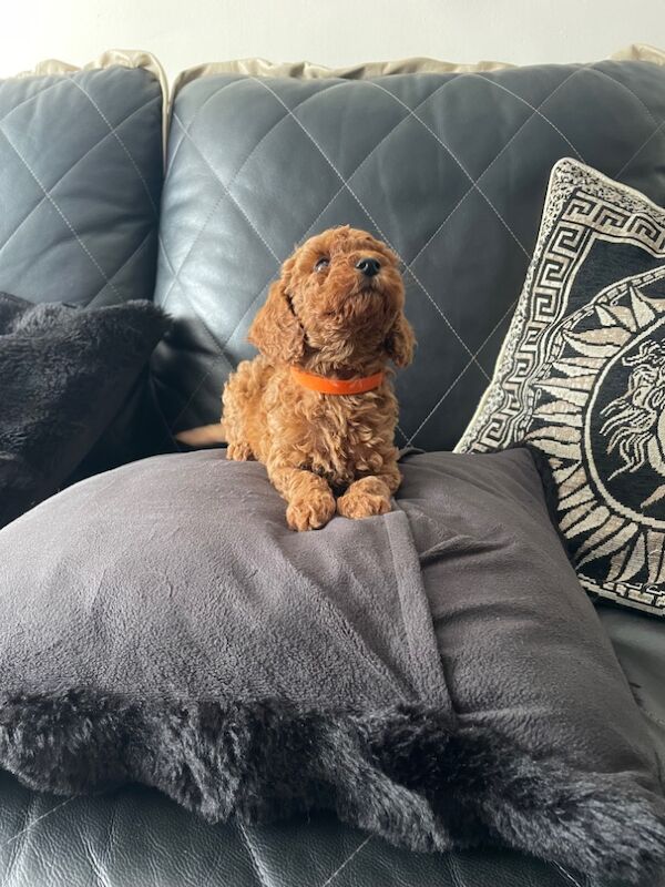 Poodle puppies for sale in Gravesend, Kent – KC registered, 9 weeks old - Image 10 of 15