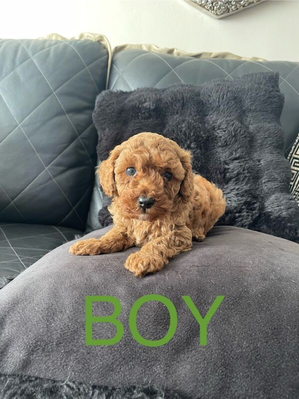 Poodle puppies for sale in Gravesend, Kent – KC registered, 9 weeks old - Image 11 of 15
