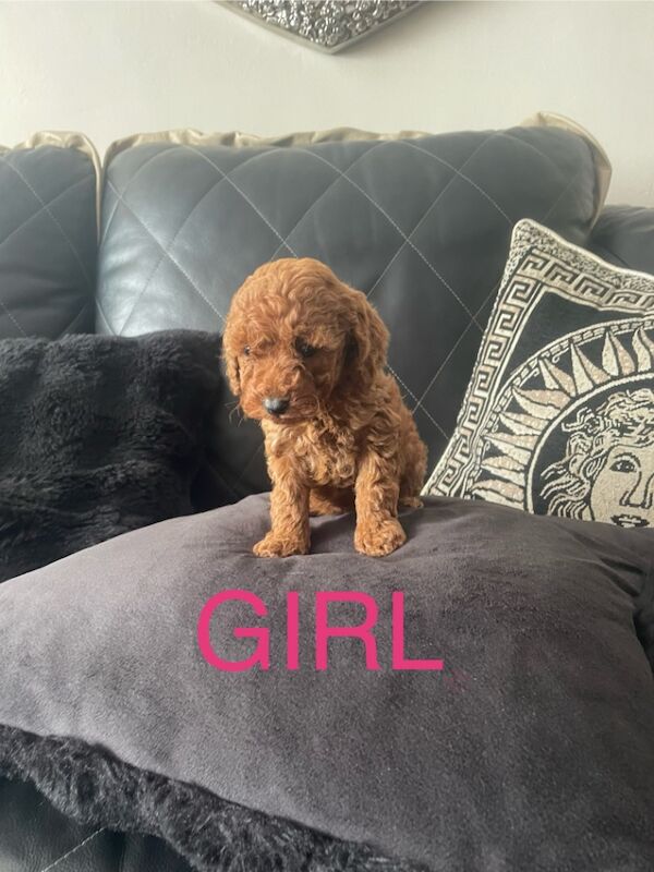 Poodle puppies for sale in Gravesend, Kent – KC registered, 9 weeks old - Image 14 of 15