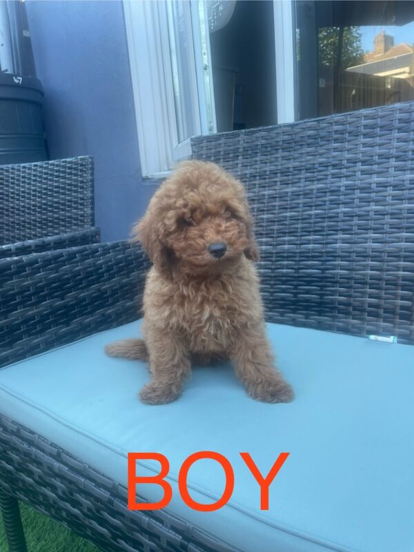 Poodle puppies for sale in Gravesend, Kent – KC registered, 3 months old - Image 3 of 4