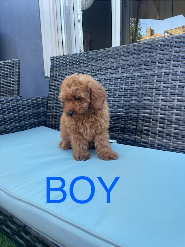 Poodle puppies for sale in Gravesend, Kent – KC registered, 3 months old - Image 4 of 4