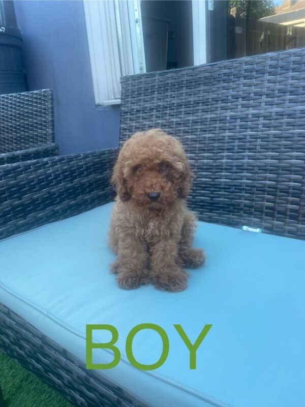Poodle puppies for sale in Gravesend, Kent – KC registered, 3 months old - Image 4 of 4