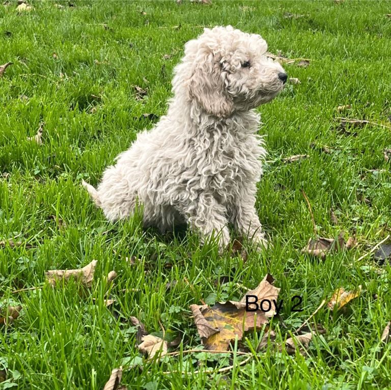 Poodle puppies for sale in Ayr, Ayrshire and Arran – 4 months old