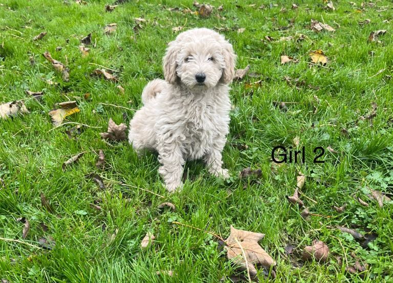 Poodle puppies for sale in Ayr, Ayrshire and Arran – 4 months old - Image 2 of 6