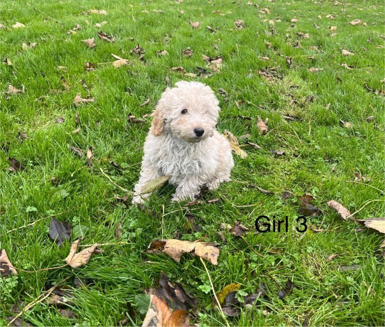 Poodle puppies for sale in Ayr, Ayrshire and Arran – 4 months old - Image 3 of 6
