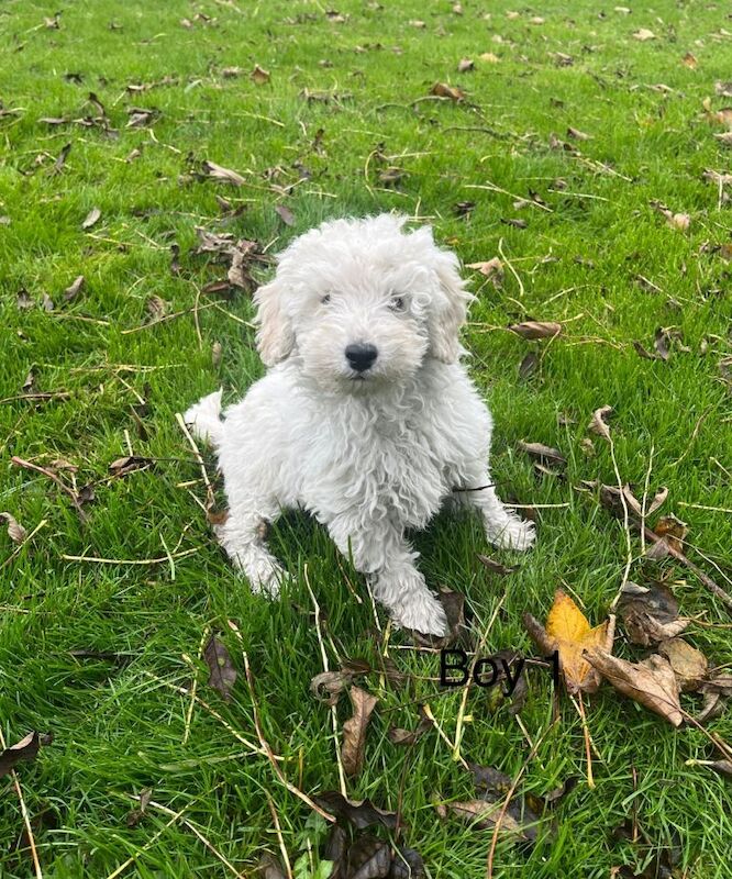 Poodle puppies for sale in Ayr, Ayrshire and Arran – 4 months old - Image 4 of 6
