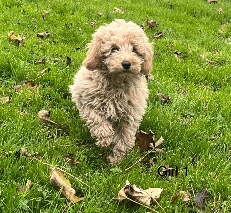 Poodle puppies for sale in Ayr, Ayrshire and Arran – 4 months old - Image 5 of 6