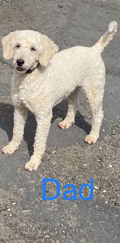 Poodle puppies for sale in Ayr, Ayrshire and Arran – 4 months old - Image 6 of 6