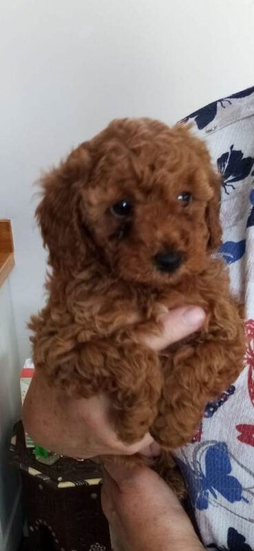Poodle puppies for sale in Worthing, West Sussex – 6 weeks old