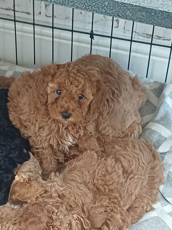 Poodle puppies for sale in Worthing, West Sussex – 6 weeks old - Image 2 of 3