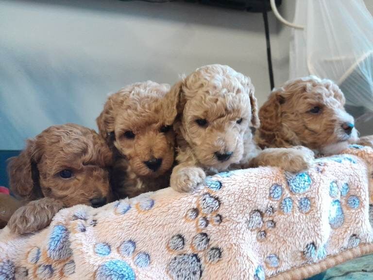 Poodle Puppies For Sale