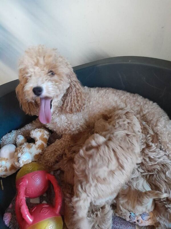 Miniature poodles - Image 2 of 5