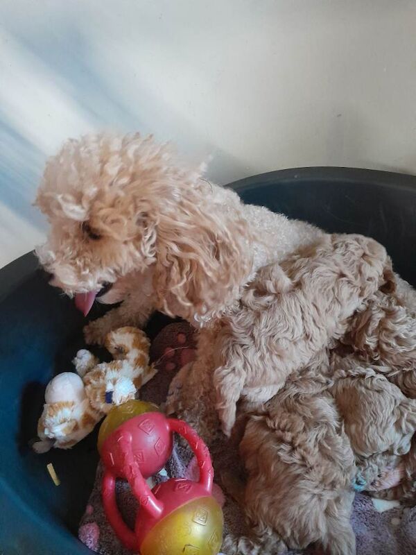 Miniature poodles - Image 3 of 5