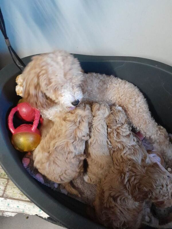 Miniature poodles - Image 4 of 5