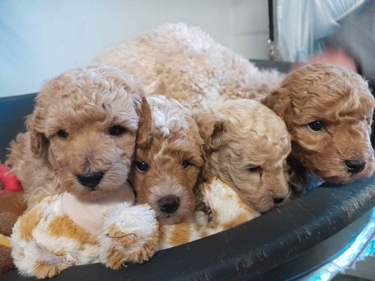 Miniature poodles - Image 5 of 5