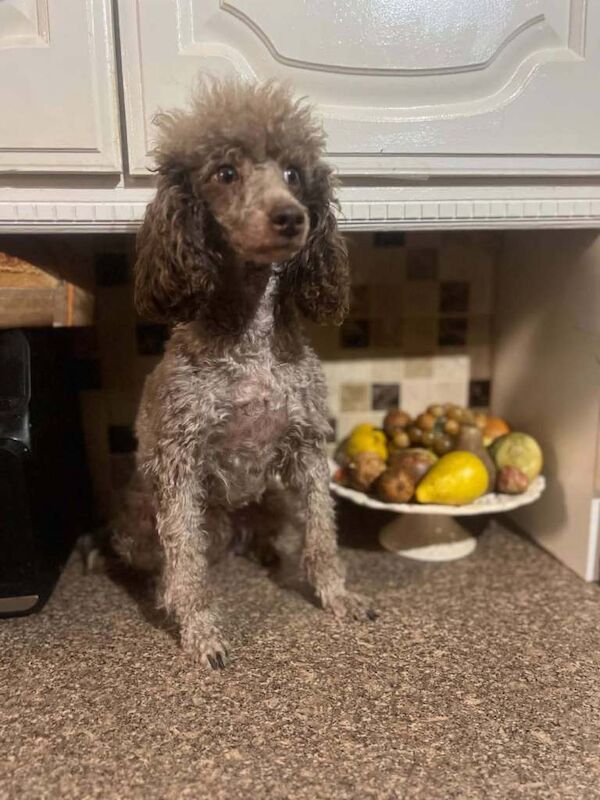 Miniature poodles