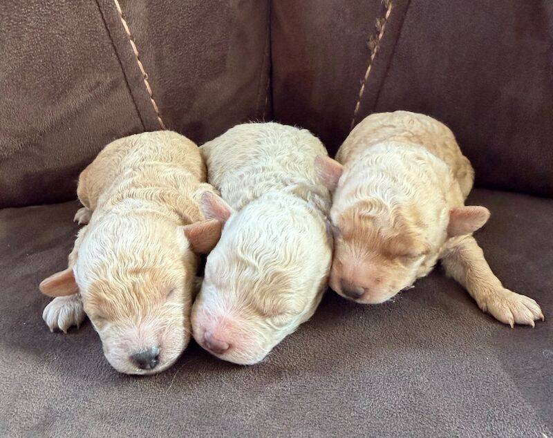 Miniature Poodles - Image 2 of 10