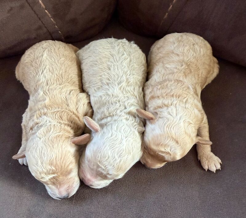 Miniature Poodles - Image 3 of 10