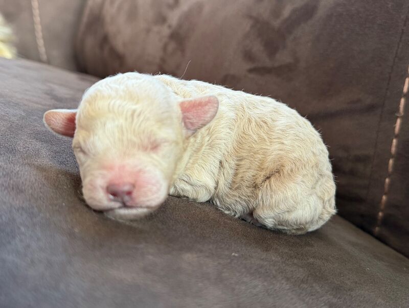 Miniature Poodles - Image 4 of 10