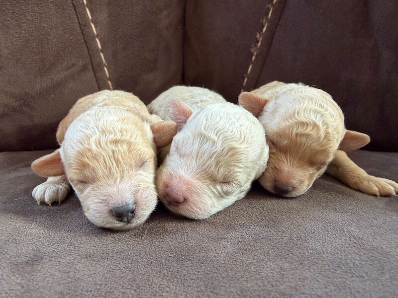 Miniature Poodles - Image 6 of 10