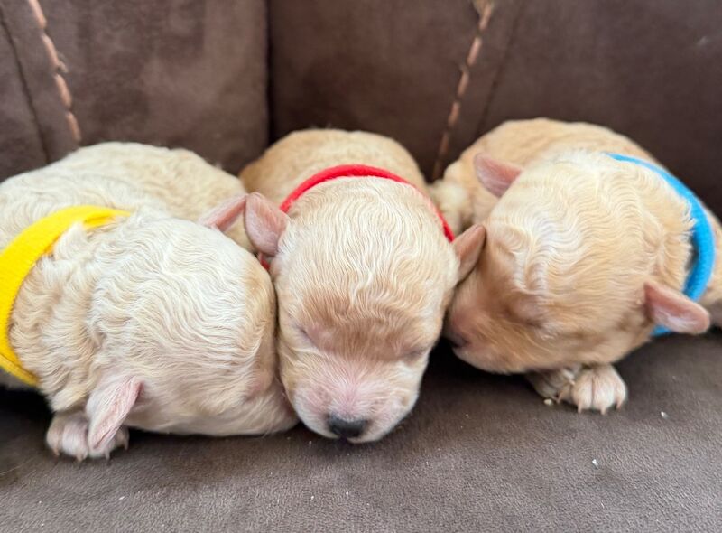 Miniature Poodles - Image 8 of 10