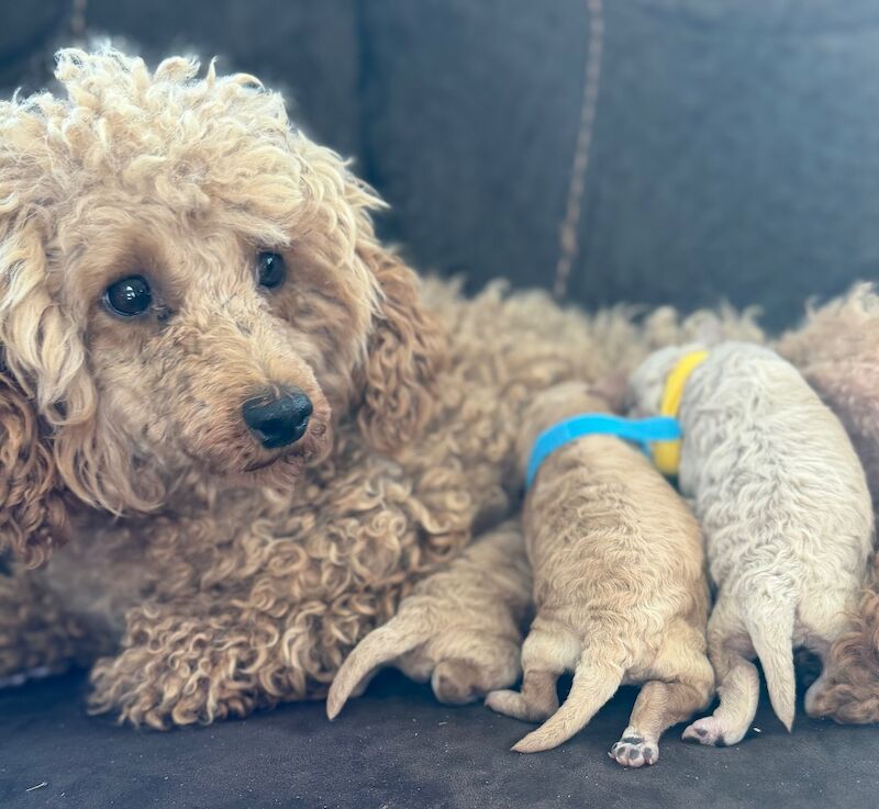 Miniature Poodles - Image 9 of 10