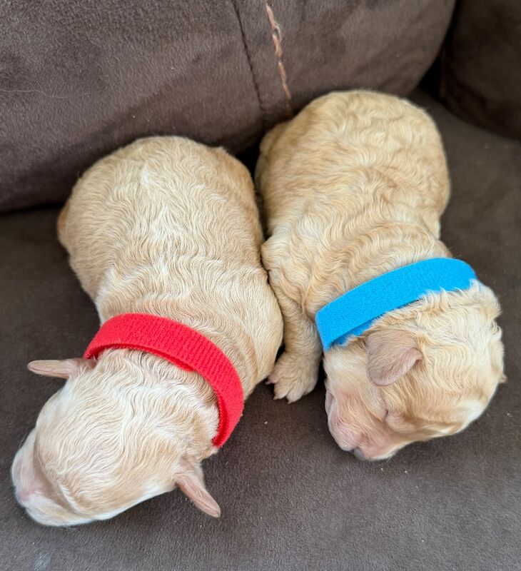 Miniature Poodles - Image 10 of 10