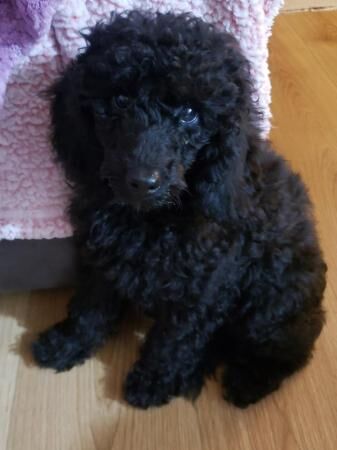 Miniature pure black poodle for sale in Kingston upon Hull, East Riding of Yorkshire