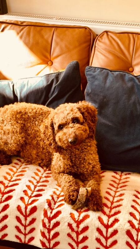 Kennel Club Registered Poodle Puppies For Sale