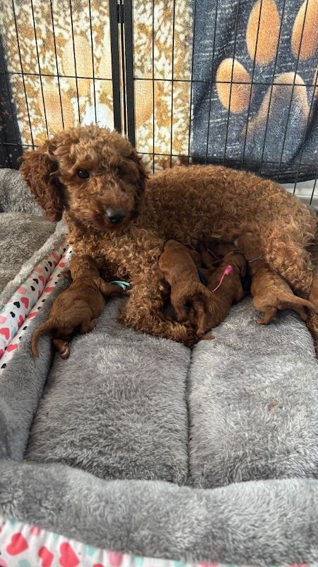 Miniature Red Poodles Ready to leave in 7wks - Image 4 of 6