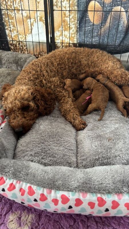 Miniature Red Poodles Ready to leave in 7wks - Image 5 of 6