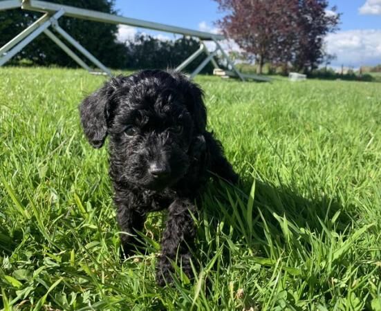 Miniature schnoodle puppies for sale in Wellington, Somerset