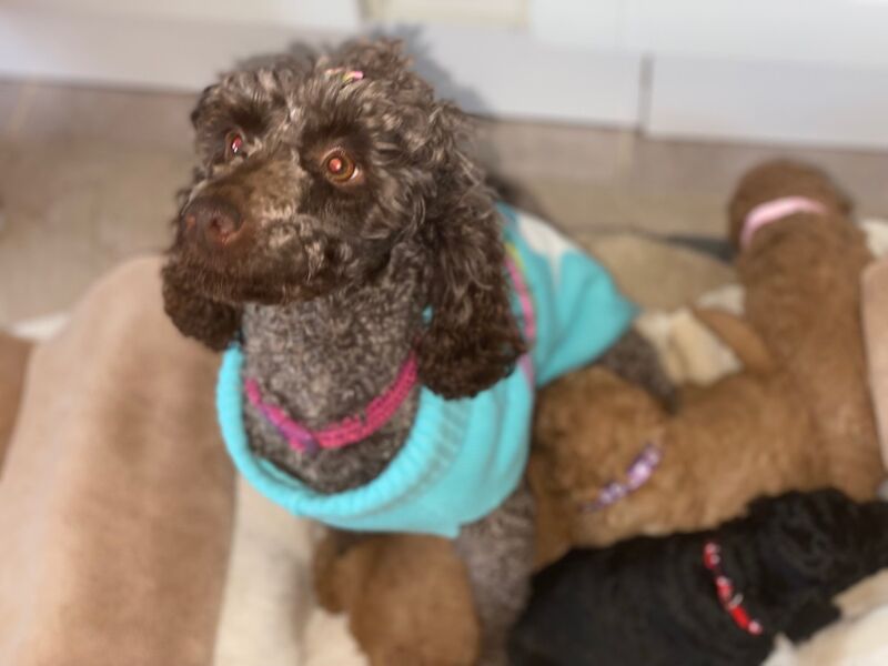 Poodle Puppies For Sale