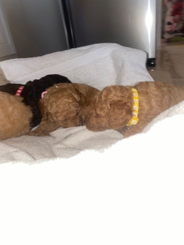 Miniature toy poodle for sale in Greater London - Image 2